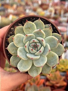 Echeveria beatrice