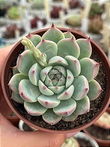 Echeveria beatrice