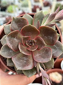 Echeveria mina rubra