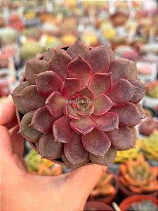 Echeveria mina rubra