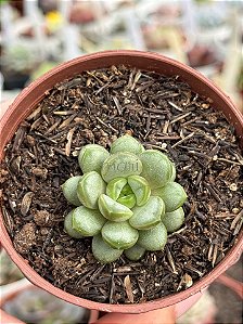 Graptoveria amethorum