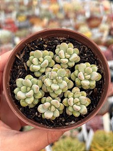 Echeveria amoena microcalyx
