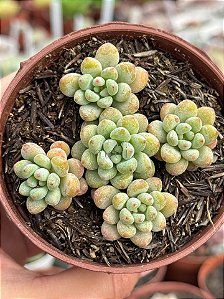 Echeveria amoena microcalyx