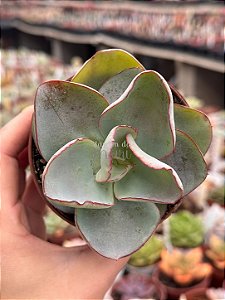 Echeveria rubromarginata