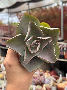 Echeveria rubromarginata