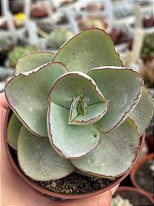 Echeveria rubromarginata