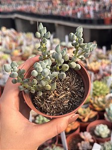 Senecio citriformis