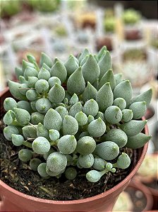 Senecio citriformis
