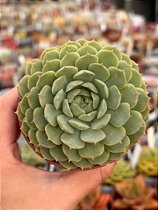 Echeveria red hole
