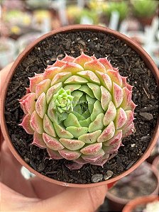 Echeveria red hole