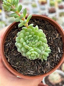 Echeveria vincent catto