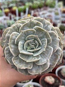 Echeveria marble magic ball