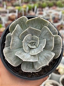 Echeveria marble magic ball