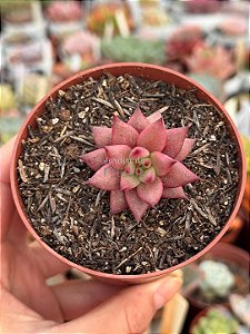 Echeveria agavoides celestia