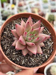 Echeveria agavoides celestia