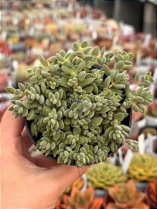 Crassula lanuginosa