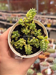 Crassula lanuginosa