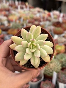 Echeveria mini belle variegata P Sem raiz