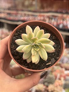 Echeveria mini belle variegata