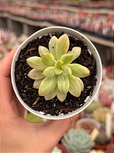Echeveria mini belle variegata