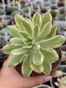 Echeveria mini belle variegata G