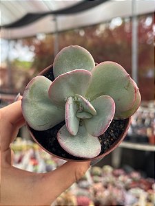 Echeveria gila