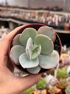 Echeveria gila