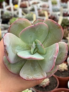 Echeveria gila