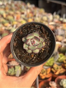 Echeveria flamenco (plug)