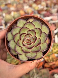 Echeveria flamenco