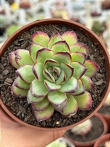 Echeveria flamenco