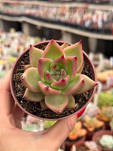 Echeveria agavoides antares