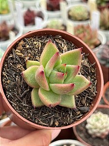 Echeveria agavoides antares
