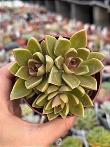 Sedum ebracteatum