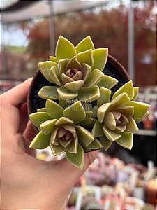 Sedum ebracteatum