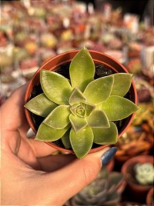 Sedum ebracteatum