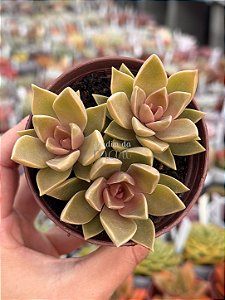 Sedum ebracteatum