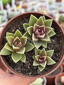 Sedum ebracteatum