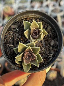 Sedum ebracteatum
