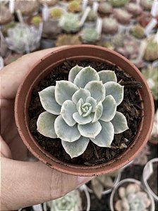 Echeveria lemon lime variegata
