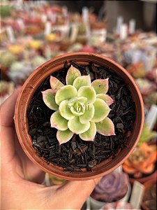 Echeveria lemon lime variegata
