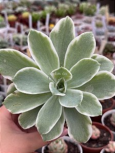 Echeveria lemon rose variegata G