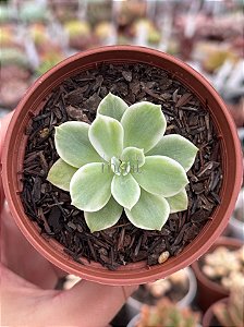 Echeveria lemon rose variegata