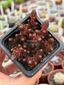 Sedum chocolate ball