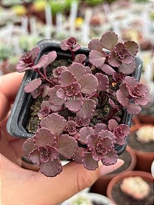 Sedum spurium voodoo