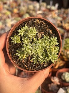 Sedum lineare variegata