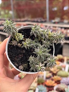 Sedum lineare variegata