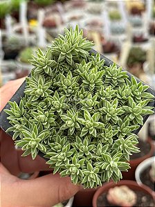 Sedum lineare variegata
