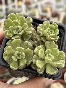 Sedum versadence chocolatense