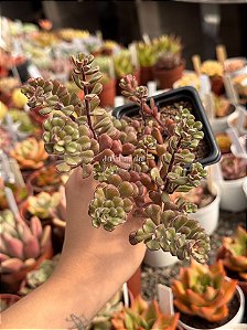 Sedum versadence chocolatense